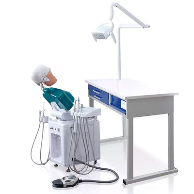 OEM Practical Phantom Head Dental Simulator A1 A3 A15 για φοιτητές