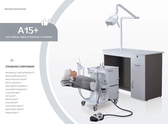 OEM Practical Phantom Head Dental Simulator A1 A3 A15 για φοιτητές